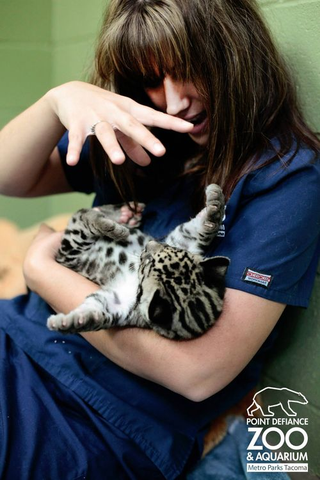 Illustration for article titled ZOMG NEW PICS OF BABY CLOUDED LEOPARD!!!